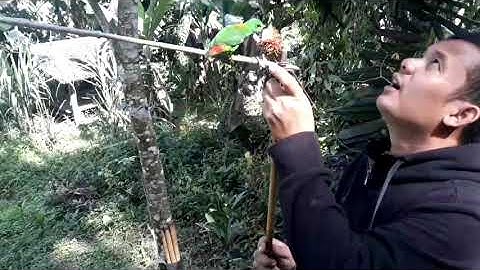 Cara memikat Burung Serindit paling ampuh.