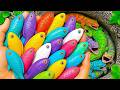 Catch beautiful aquarium fish in small pond baby turtles, goby, eel, clown fish, molly fish, catfish