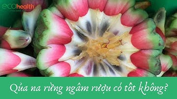 Quả na rừng ngâm rượu có tốt không – ngâm rượu theo 2 cách