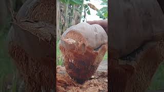 Download Lagu suara membuka sabut kelapa #coconut #kelapa #kelapatua #sabut#sabutkelapa #shortvideo #shorts #short MP3