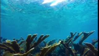 VIIS protect coral while snorkleing
