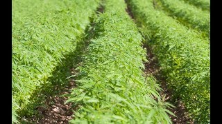 Cannabis News - Some Good Medical Marijuana News | Ep. 92 | 3-13-2018