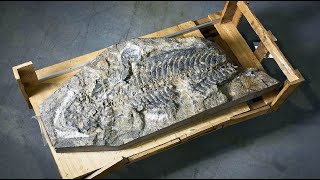 Giant Salamander Fossil Hidden in a Garden Wall for 240 Million Years?!