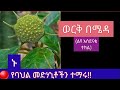 ወርቅ በሜዳ ልዩና አስደናቂ ተክል ብዙ በሽታዎችን ታድናለች ወርቅ በሜዳ ልዩና አስደናቂ ተክል ብዙ በሽታዎችን ታድናለች