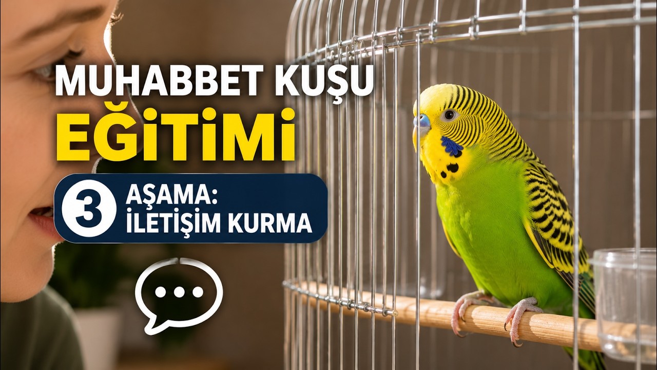 Muhabbet Kuşu Eğitimi – 3. Aşama: İletişim Kurma - ( Muhabbet Kuşu alıştırma - Ele alıştır)