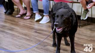 Beloved BGFD K-9 Millie Celebrated Ahead of Retirement - Micah Henson - WNKY News 40 screenshot 5