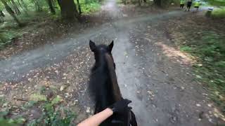 TAKING HUGE HORSE GALLOPING IN THE WOODS | helmet cam