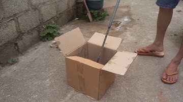 Cách phân biệt rắn Hổ Mang đực cái . Trại rắn Minh Đức