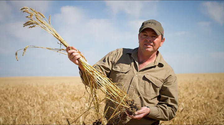 Organic Wheat | Rowland Seeds