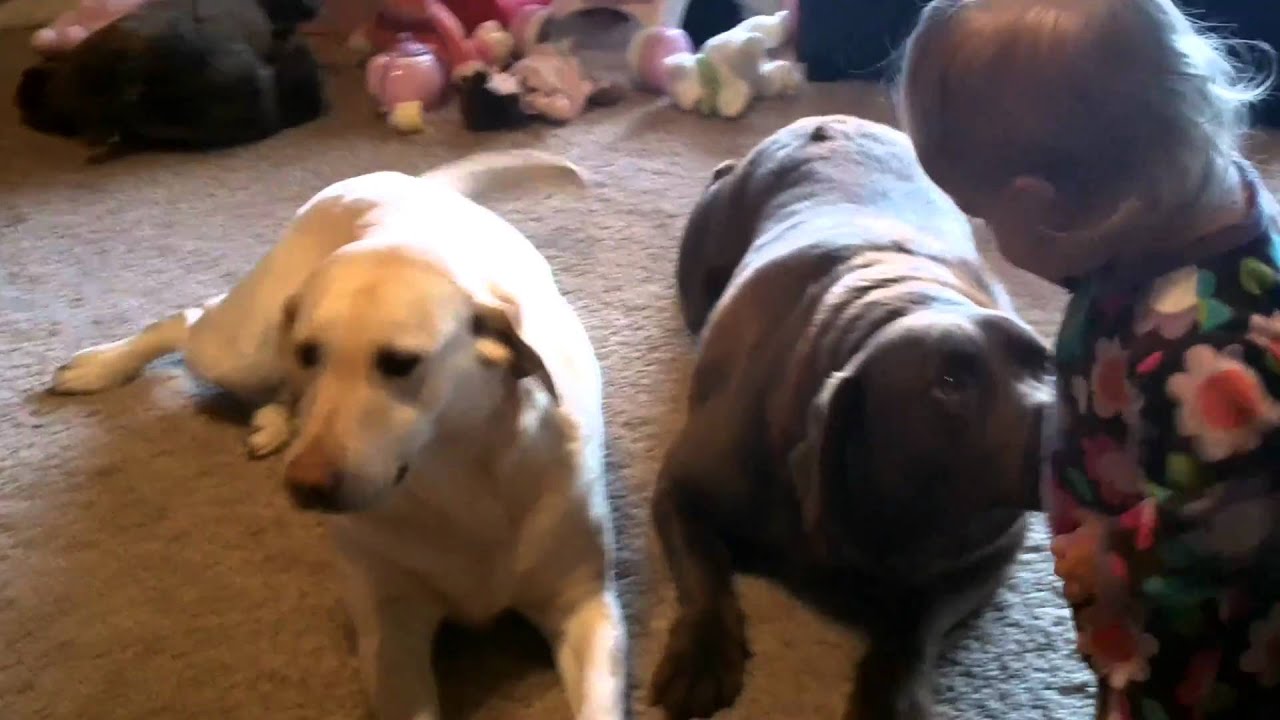 1.9.2011- Addy, Annie & Ace