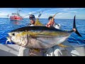 Giant yellowfin tuna under shrimp boats catch clean  cook nlbn lure tuna fishing