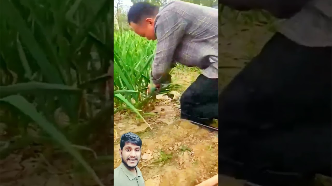 কৃষি কাজে বসে কাজ করার অসাধারণ টুলস #agriculture #work #tools #discovery #fruit #vagetable #sitdown