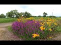 広い河川敷にぽつんと花壇が😳😍♬☆ (VR180)