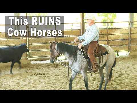 Wideo: Czy możesz naprawić konie z krowami?
