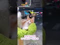 挪威森林