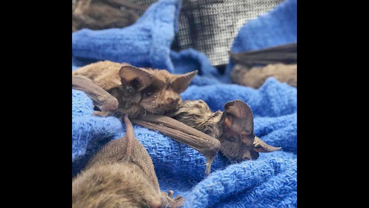 Bat Rescue Mission Hurricane Harvey YouTube