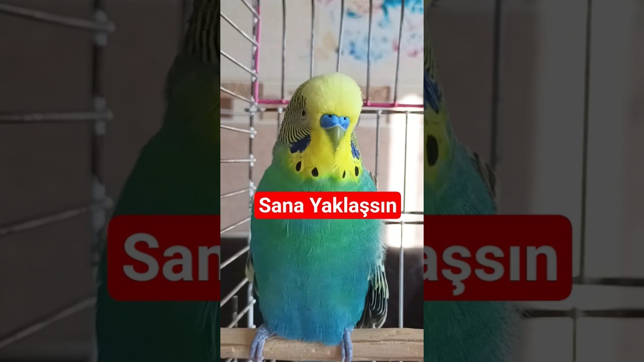 Kuşunun Kalbini Kazan 💫| Sevgi ve Mutluluk Sesi  #birds #muhabbetkuşu #talkingparot #budgies #parrot