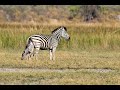 Zebra birth & Wild Dog interaction