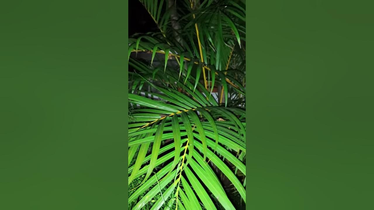 Coqui Sounds Cute and Short 2 of 4