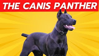 The CANIS PANTHER by DogCastTv 2,057 views 1 month ago 6 minutes, 49 seconds