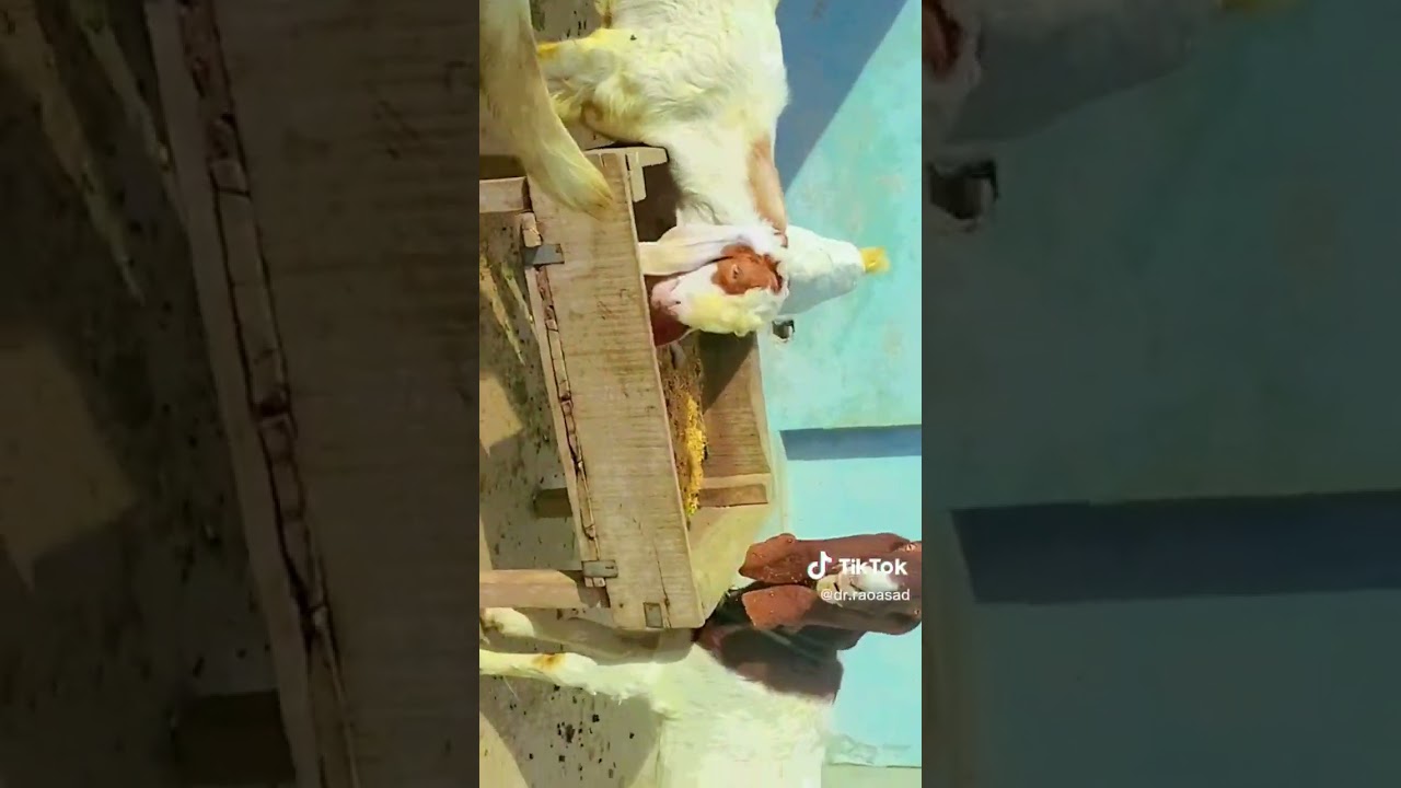 mashallha Best wild goat eting time 