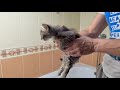 Bathing the kitten for the first time.