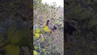 usa best fuds hektas mecolor nerolis madkoli s machulas #shorts