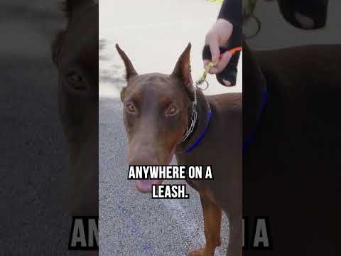 Video: Er dobie-hunde aggressive?