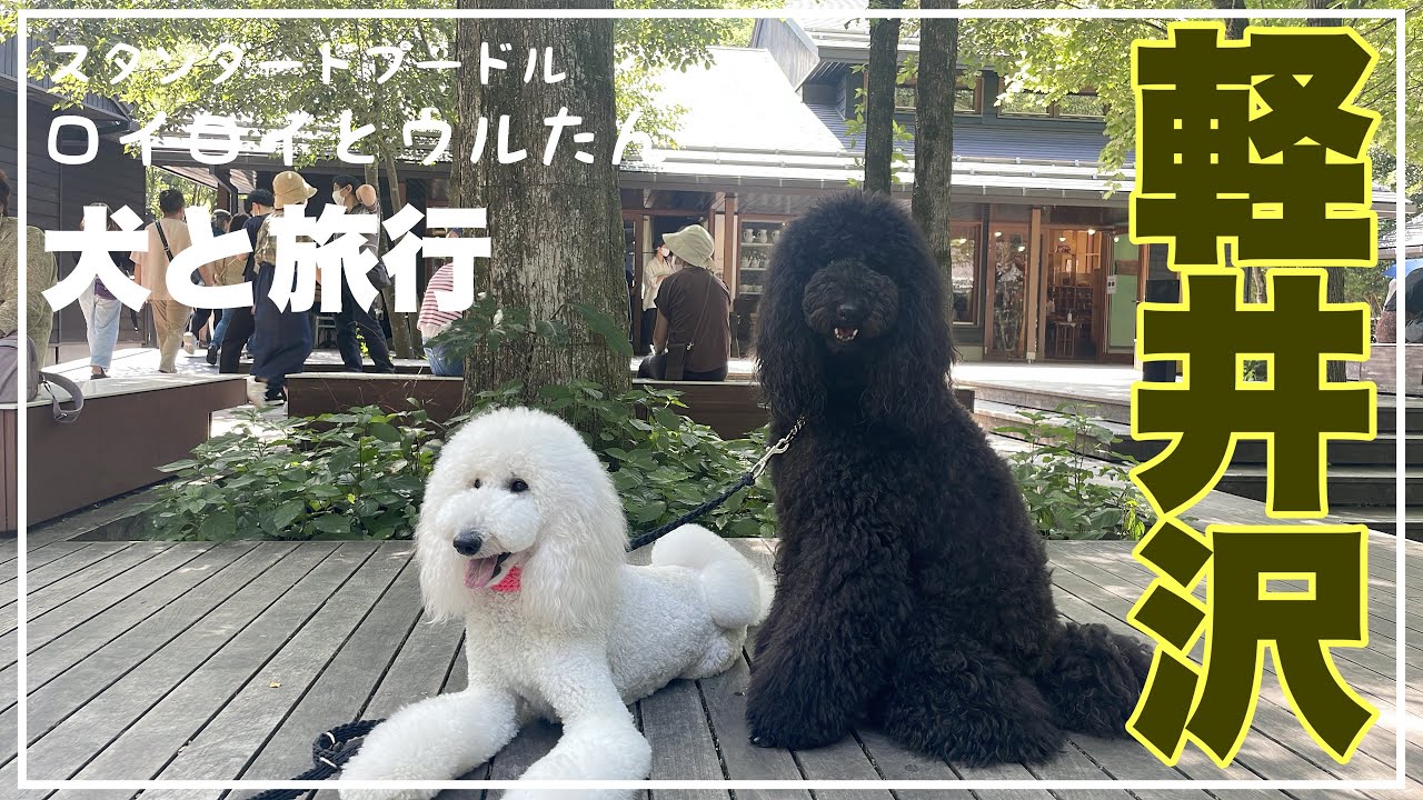 [スタンダードプードル]軽井沢旅行編@ロイロイとウルたん