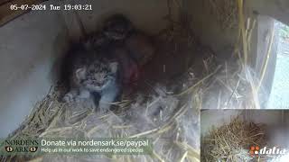 Pallass cat kittens first voyage of discovery