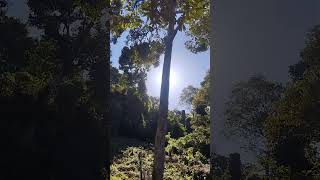 Waiting of Durian fall in