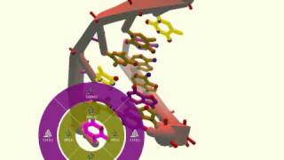 Foldit Game Tutorial - Level 7-3 DNA Pairing.mp4