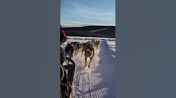 Sled Dog Tour In Jokkmokk Siberian Huskies 