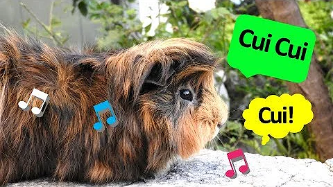 Porque o porquinho da índia morre?