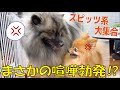 【スピッツ系】全犬種で最も原始的な犬!ポメラニアン、日本スピッツ、キースホンド達登場で意図しない展開に!?