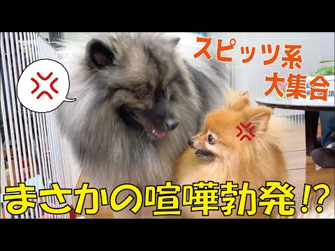 スピッツ系 全犬種で最も原始的な犬 ポメラニアン 日本スピッツ キースホンド達登場で意図しない展開に Youtube
