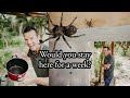 Tarantula - infested Airbnb in Zapallar, Chile!!! Would you stay here?