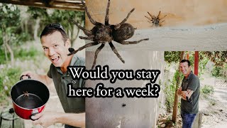 Tarantula - infested Airbnb in Zapallar, Chile!!! Would you stay here?