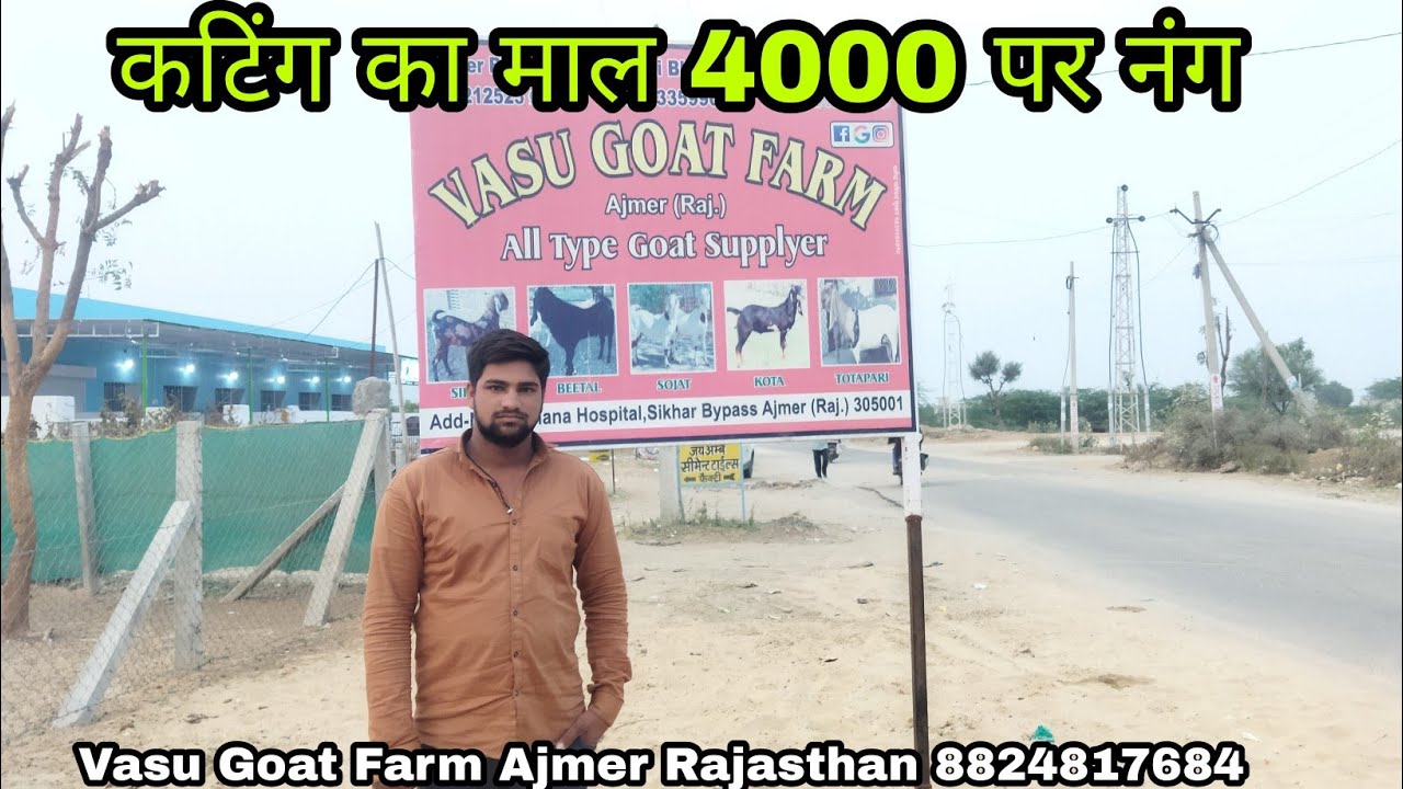 Heavy income in Goat farming within month start this business