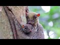 Colugo or flying lemur short film. Shot with Zcam E2S6