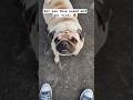 pov-how to get viral by using this sounds ❤️|| pug Life|| #pug #shortsvideo #viral #shorts
