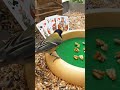 🇩🇪 Kohlmeise spielt Poker 🃏🇨🇳 大山雀打扑克 🃏🇬🇧 Great Tit plays Poker #Kohlmeise #GreatTit #BirdHumor#Poker
