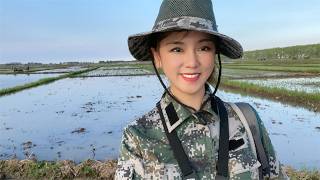 北大荒全部机械化播种，看东北大米是怎么长出来的？怎么插的秧？