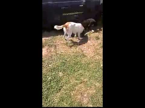 Loretta seeing her puppies again camera iphone 8 plus apk