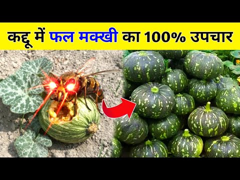🔥 Easy way to get rid of fruit flies in pumpkin 🔥 Easy fruit fly control in pumpkin