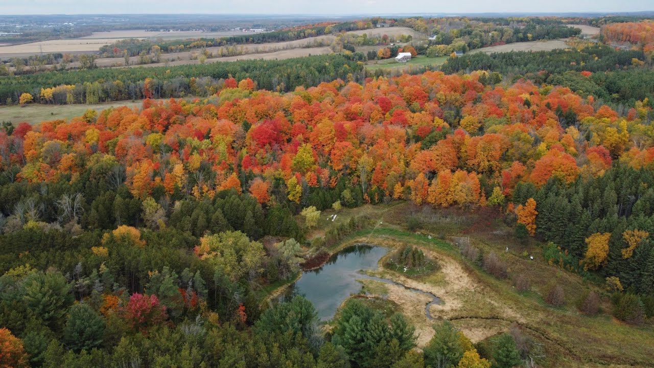 Cawthra Mulock Nature Reserve Fall Colour 4K Drone - YouTube