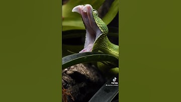 green tree python HD 🙏 SUBSCRIBE 🙏#tiktok #python #shorts