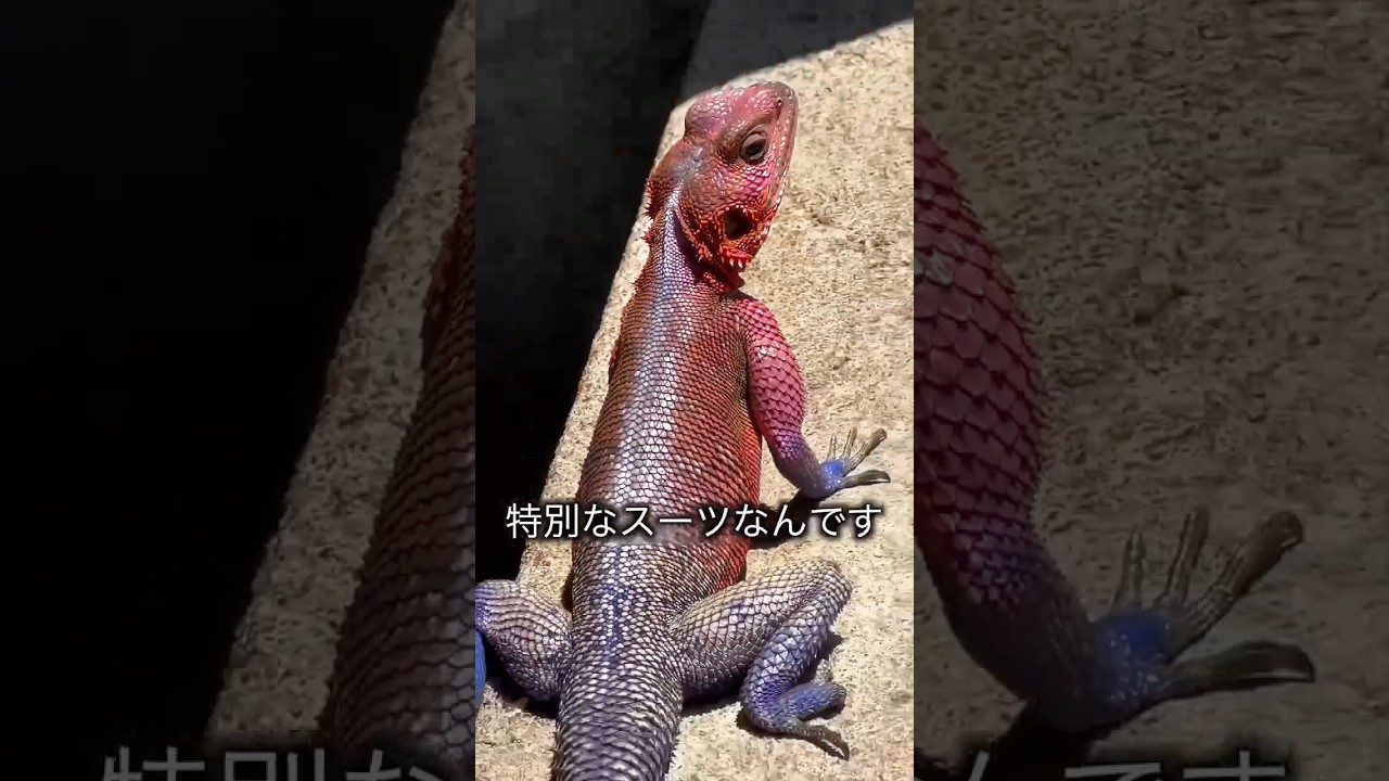 ヒーロースーツを着たトカゲ
