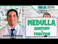 Ref:fMF04LiaLFY Neurology | medulla anatomy &amp; function