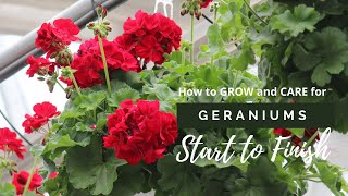 Geraniums from Start to Finish at Lucas Greenhouses